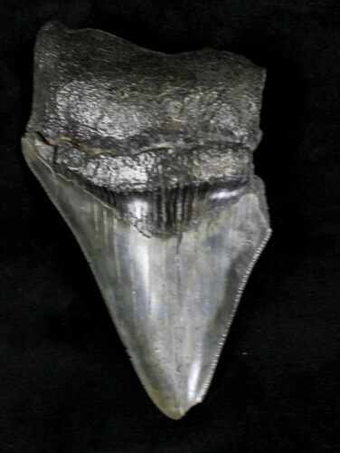 Partial, Serrated Megalodon Tooth - Georgia #20550